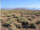 Midelt (Marruecos) espartal puro