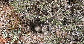 Huevos