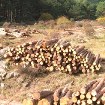 comercializacion_madera_legal