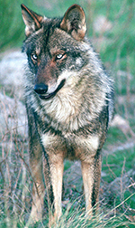 Lobo [J.M. Reyero]
