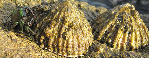 Lapas ferruginosas junto a cangrejo. J. Zapata Salgado. Fototeca CENEAM