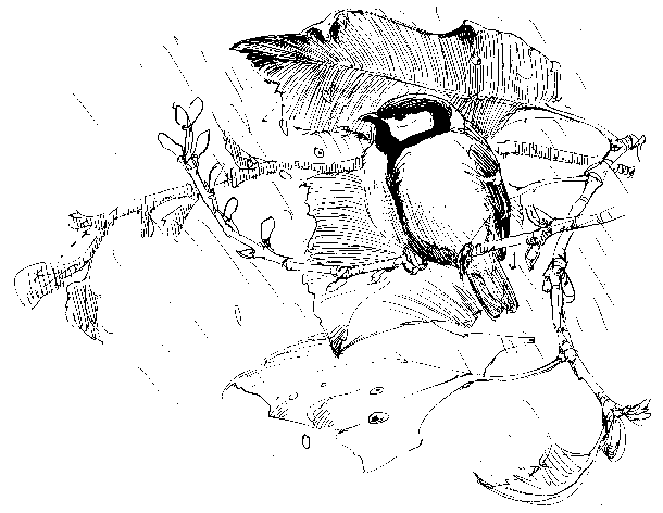 Carbonero