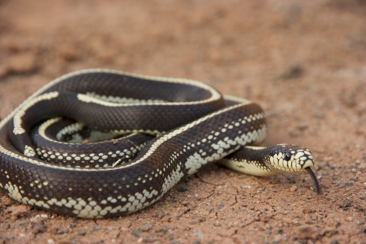 Culebra real de California (Lampropeltis getula californiae). Autor:Ramón Gallo Barneto