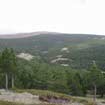 bosques y cambio climatico
