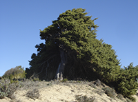Enebro costero