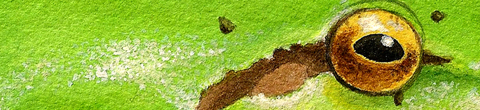 Ranita meridional