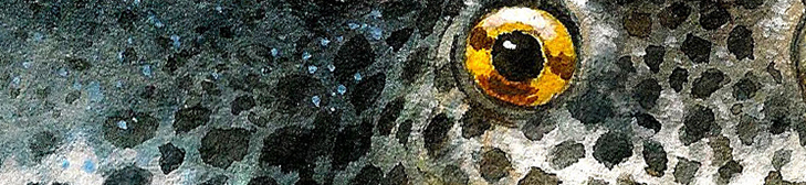 Tritón alpino