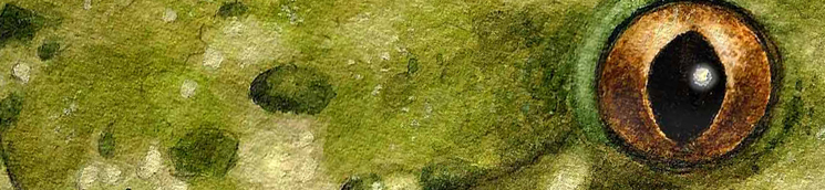 Sapillo moteado