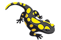 Imprimir