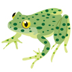 Sapillo moteado común