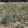 Evolución de las plantaciones efectuadas en 2009