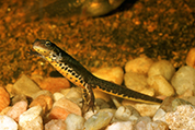 Tritón ibérico [M.A. de la Cruz Alemán / Fototeca CENEAM]
