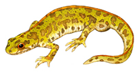 Tritón pigmeo [Ilustración: Rosa Osuna]