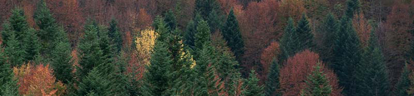 Bosque mixto de abetos y hayas [J.M. Reyero / Fototeca CENEAM]