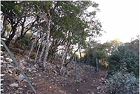 Cerramiento perimetral de masa de Q. pyrenaica