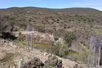 Restauración vegetal de charcas en el Parque Nacional de Monfragüe