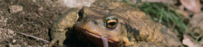 Sapo común [J.L. Perea / Fototeca CENEAM]