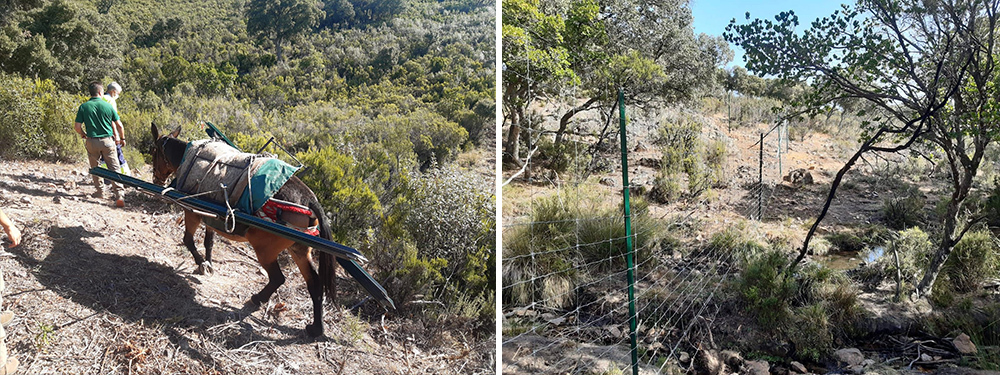 Mulas transportando materiales y cerramiento terminado en el Parque Nacional de Cabañeros