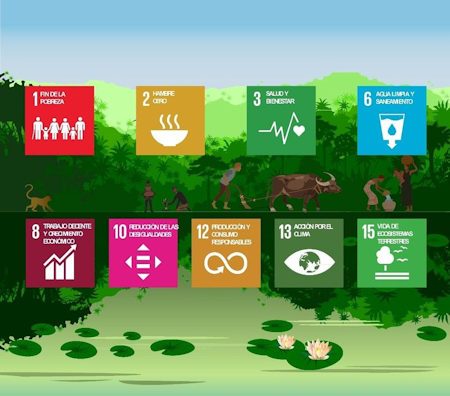 Gráfico 1. Bienes y servicios forestales que contribuyen a la consecución de los Objetivos de Desarrollo Sostenible de las Naciones Unidas