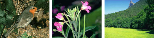 petirrojo, adelfilla, pradera
