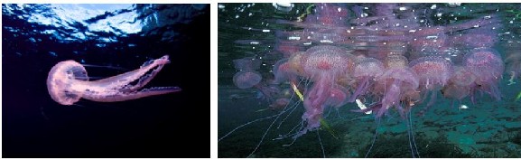 Izquierda: Pelagia nocticula - EUO © OCEANA Juan Cuetos; Derecha: Agregación de Pelagia nocticula – www.faunatura.com