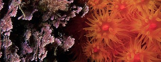 Coralina y astroides. ZOEA. Fototeca CENEAM