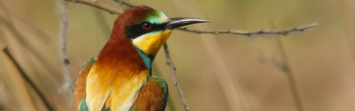 Abejaruco, Merops apiaster. Autor: Ricardo Gómez Calmaestra (MAGRAMA)