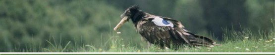 Quebrantahuesos  joven (Gypaetus barbatus) con marca alar – P.N. Ordesa y Monte Perdido