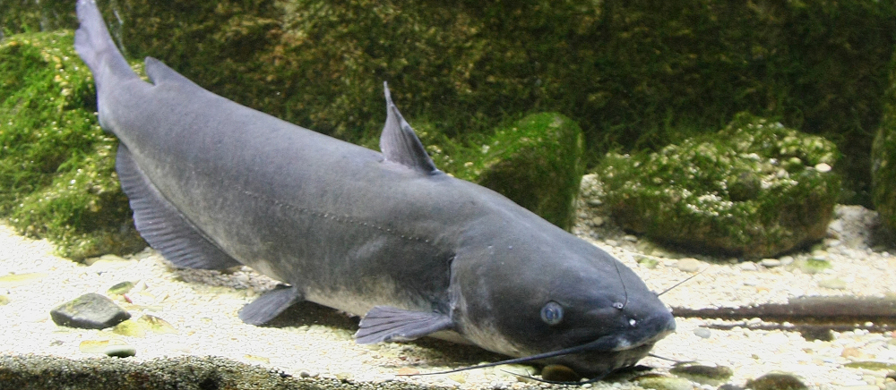 Pez gato negro (Ictalurus melas). Fotografía: Ricardo Gómez Calmaestra (MITECO)