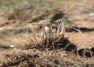 El carácter esquivo y sigiloso de la Alondra ricotí hacen de ella una de las aves más difíciles de observar en el campo.