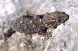 Salamanquesa común (Tarentola mauretanica)