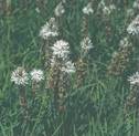 Asfodelo o gamón (Asphodelus albus)